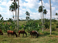 cuban criollo horse