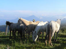 Caballos Thoroughbred