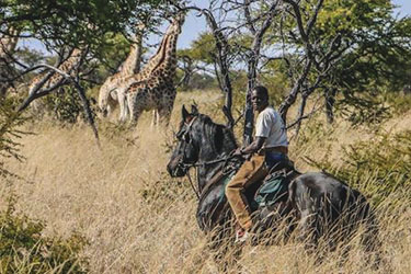 Safari cheval zimbabwe