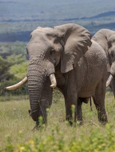 Safari &eacute;questre en famille Afrique du Sud - Randocheval