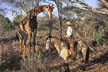 Safaris à cheval et chevauchées africaines • POESY by Sophie