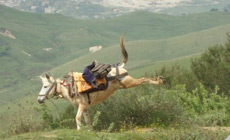 mule ruant Albanie - randocheval - absolu voyages -