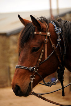 cheval rando dartmoor