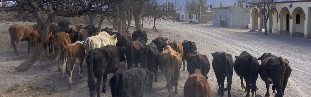 Voyage &agrave; cheval - Randonn&eacute;e &eacute;questre organis&eacute;e par Randocheval