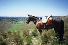 Les chevaux Criollos pendant une partie de Polo - RANDOCHEVAL