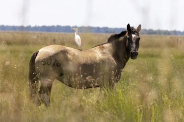 Rando Cheval - Voyage &agrave; cheval