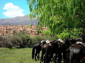 Photos de notre randonnée équestre dans la Cordillère des Andes (région de Salta et des Vallées Calchaquies) en Argentine - Rando Cheval