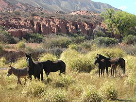 Photos de notre randonnée équestre dans la Cordillère des Andes (région de Salta et des Vallées Calchaquies) en Argentine - Rando Cheval