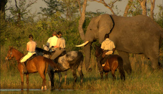 Randonnée équestre au Botswana delta de l'Okavango Est - RANDOCHEVAL