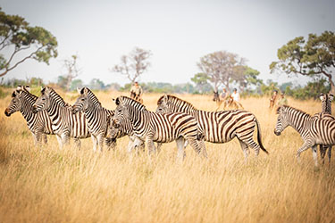 Rando Cheval - Voyage &agrave; cheval