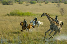 Voyage à cheval au coeur de l'Afrique Sauvage - Botswana - Randocheval
