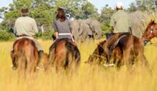 safari à cheval dans le delta de l'okavango (Botswana)