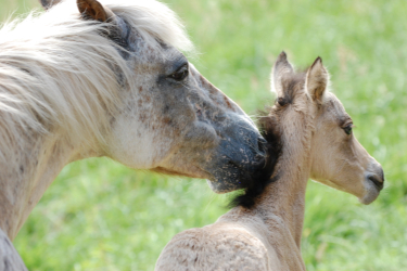 Cheval Irlandais avec son poulain