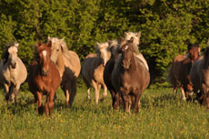 Troupeau de chevaux estoniens - RANDOCHEVAL