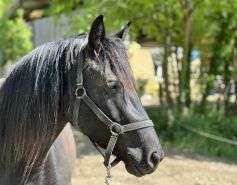 Voyage &agrave; cheval - Randonn&eacute;e &eacute;questre en Ari&eacute;ge pour les jeunes avec Randocheval