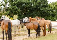S&eacute;jour &eacute;questre en Bretagne - RANDOCHEVAL