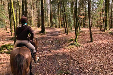 Balade &agrave; cheval sous les grands arbres de la for&ecirc;t de Foug&egrave;res