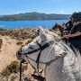 Randonnée en Corse, Agriates - RANDOCHEVAL