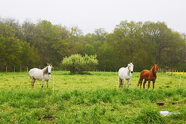 Rando Cheval - Voyage &agrave; cheval