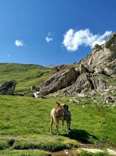 Randonnee en Savoie au pied des montagnes - Randocheval