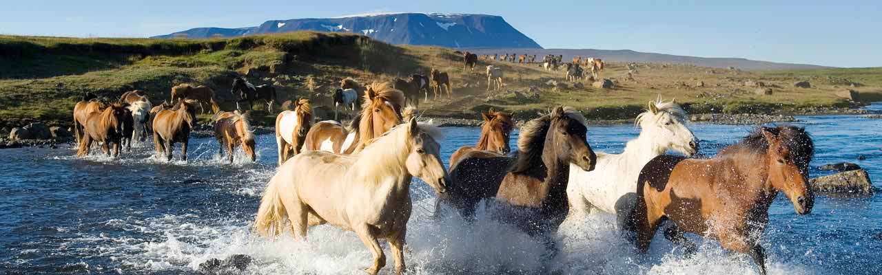 Randonnées équestres et expéditions à cheval en Islande - RANDO CHEVAL
