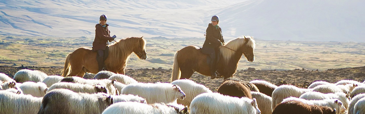Voyage à cheval en ISLANDE - Randonnée équestre organisée par Randocheval
