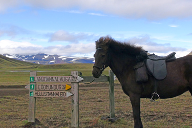 Voyage à cheval en ISLANDE - Randonnée équestre organisée par Randocheval