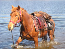 Voyage à cheval en Lozère - Randonnée équestre organisée par Randocheval