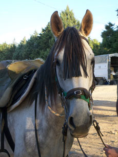 Aventure et Voyage à cheval au Portugal - Randonnée équestre organisée par Randocheval