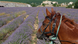 Randonnée en Haute Provence - RANDOCHEVAL