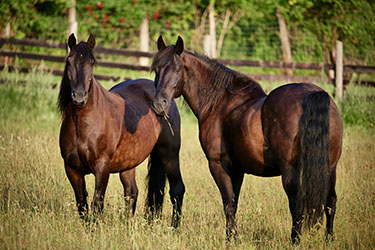 CANADA - Voyage à cheval au Québec - Randonnée équestre Randocheval