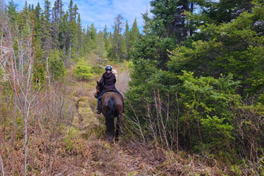 CANADA - Voyage à cheval au Québec - Randonnée équestre Randocheval