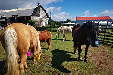 CANADA - Voyage à cheval au Québec - Randonnée équestre Randocheval