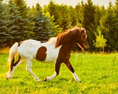 Jument Kisberi - Randonn&eacute;e &agrave; cheval en Roumanie - Randocheval