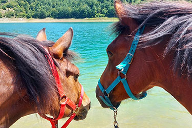 Voyage &agrave; cheval en BOSNIE - Randonn&eacute;e &eacute;questre organis&eacute;e par Randocheval