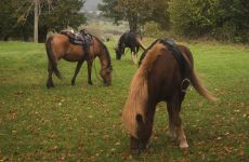 Ce safari combin&eacute; Waterberg / Limpopo est destin&eacute; aux cavaliers exp&eacute;riment&eacute;s - Randocheval / Absolu Voyages