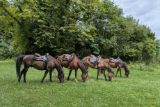 Ce safari combin&eacute; Waterberg / Limpopo est destin&eacute; aux cavaliers exp&eacute;riment&eacute;s - Randocheval / Absolu Voyages