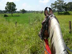 Voyage à cheval au Sri Lanka - Randonnée équestre Rando Cheval