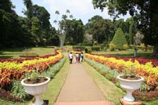 Jardins botaniques de Peradeniya au Sri Lanka