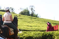 Rencontre avec les cueilleuses de thé dans les plantations de l'ancienne Ceylan - Randonnée équestre au Sri Lanka