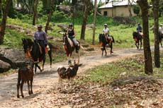 Rencontre entre nos chevaux et des veaux au coeur des plantations de caoutchouc du Sri Lanka - Voyage d'ouverture Randocheval