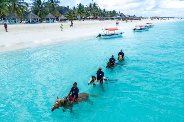 baignade avec les chevaux zanzibar lagon tanzanie ocean indien nager