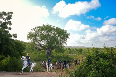 randonnee equestre baobab tanzanie brousse vegetation paysages zanzibar