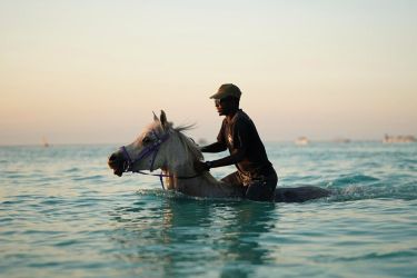 guide equestre a cru cheval nage mer zanzibar tanzanie