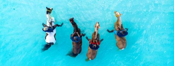baignade avec les chevaux nager lagon turquoise zanzibar tanzanie