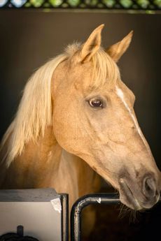 portrait cheval box ecurie bien etre equestre cavalerie zanzibar