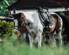cheval selle anglais &eacute;quipement harnachement sellerie de qualite tanzanie