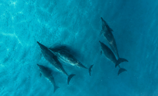 observation dauphins vie marine excursion bateau ocean indien zanzibar