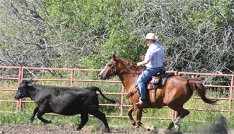 Séjour équestre dans un ranch de travail au Montana - Randocheval
