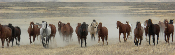 Convoyage de chevaux dans l'état de l'Idaho aux USA